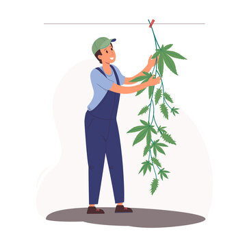 Drying hemp in the open air on a rope. Worker in overalls hangs a bush of marijuana. Stylish illustration in cartoon flat style.