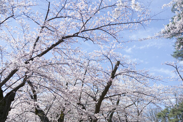 桜