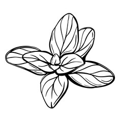Obraz premium Oregano leaves isolated on a white background. Oregano is a flavorful condiment. Hand-drawn vector illustration