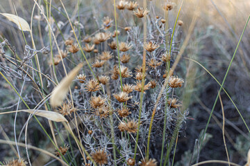 dry grass in a field
