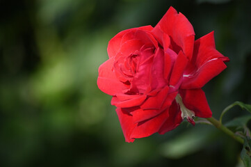 赤い薔薇の思い出