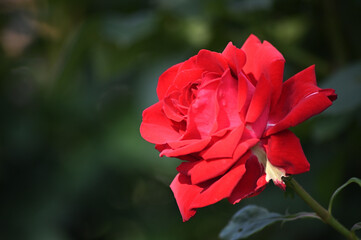 バラより美しい