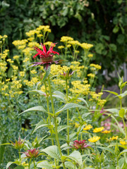 Obraz premium Monarda didyma | monarde ornementale ou bergamote écarlate à fleur décorative, ébouriffée et tubulaire, rouge vif à l'extrêmité de haute tige velue