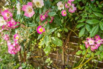 rose plant with pink flower infected by many green aphids