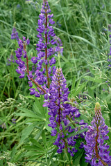 The field flower is purple lupin.Macro. Natural beauty.