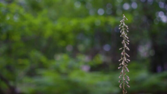 Teucrium scorodonia plant with blur background