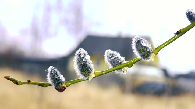 Spring in the village. Dew on willow catkins blooming against the background of a rustic wooden house. Nostalgia for the old life in the conditions of urban civilization
