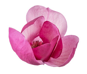 Purple magnolia flower, Magnolia felix isolated on white background, with clipping path   