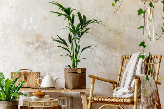 Neutral composition of living room interior with rattan armchair, wooden bench, a lot of tropical plants in design pots, decoration and elegant personal accessories in stylish home decor.