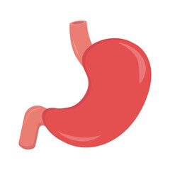 Obraz premium anatomy of the human stomach