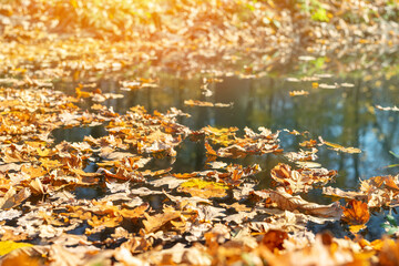 Dried autumnal fallen oak leaves floating on surface of water pond or lake at scenic park or forest on bright sunny day. Fall golden foliage with trees reflection. Autumn nature color background