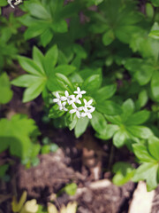 Small white flowers on a background of green leaves.
