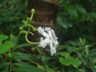 white angel wings