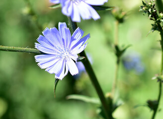 Blue chicory flower in the garden in summer