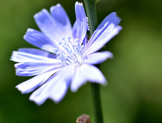 Fototapeta premium Blue chicory flower in the garden in summer