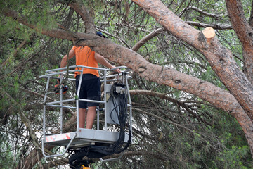 Potatura dell'albero su piattaforma aerea ft0206_0283 Tree pruning on aerial platform