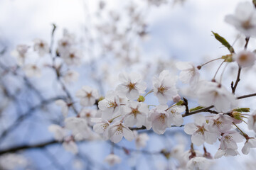 Fototapeta premium 桜