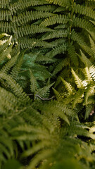 Green fern on a dark background.