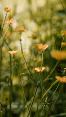 Yellow flowers in the setting sun.