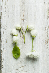 Buds and leaves of apple tree on a white wooden background, flower alphabet. Letter M