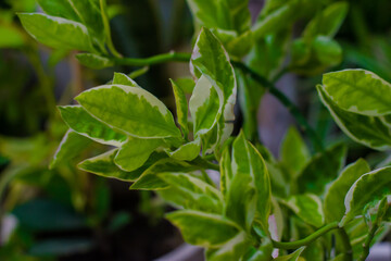 Fototapeta na wymiar Branch of houseplant ficus benjamina with variegated leaves. selective focus, copy space. 