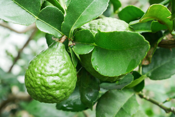 Fresh organic green bergamot fruits on the tree