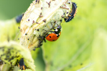 Spikey ladybug larvae hunting for louses on a green plant as useful animal and beneficial organism...