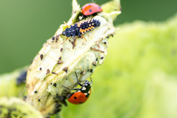 Spikey ladybug larvae hunting for louses on a green plant as useful animal and beneficial organism...