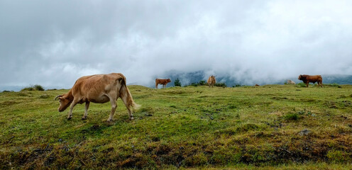 vaca pastando en prado verde de montaña, ideal para campañas de branding agroalimentario, sostenibilidad, ganadería ecológica y productos de origen natural que transmiten confianza, y autenticidad