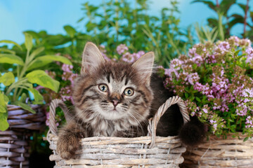 Fototapeta na wymiar Cute brown tabby kitten in a basket