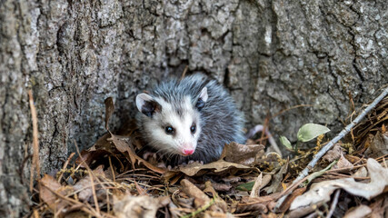 Baby opossum with pink nose standing in leaves in front of tree