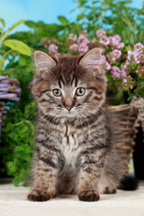 Cute brown tabby kitten in summer decoration