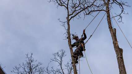 Worker with chainsaw  and helmet cutting down tree