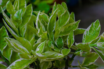 Branch of houseplant ficus benjamina with variegated leaves. selective focus, copy space.
