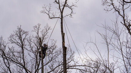 Worker with chainsaw  and helmet cutting down tree