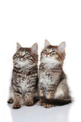 Two cute kitten isolated