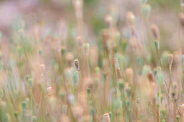 Tender poppy flower heads without petals show a romantic scenery and blurry background with a selective focus and a lot of copy space - a natural background with floral atmosphere in summer
