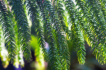 Beautiful background with cedar needles. Selective focus.