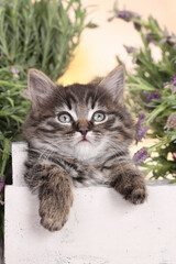 Cute tabby kitten in a wooden box