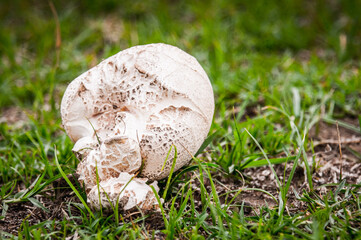 It's Huge mashrooms in Africa