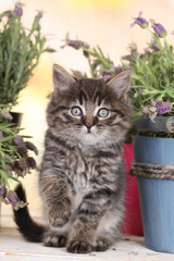 Cute tabby kitten