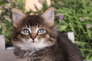 Obraz na płótnie Canvas Face of a cute tabby kitten
