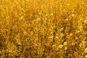 golden wheat field