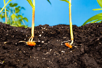 sprouts of corn soil with exposed roots emanating from grain