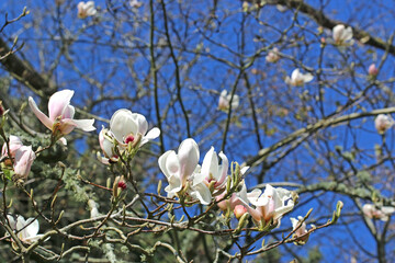 Magnolia tree in flower