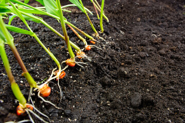 sprouts of corn soil with exposed roots emanating from grain