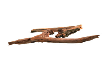 dry oak branch isolated on white background