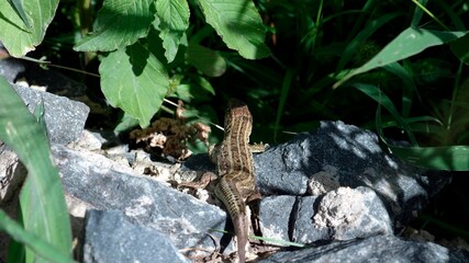 lizard on the ground