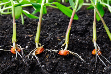 sprouts of corn soil with exposed roots emanating from grain
