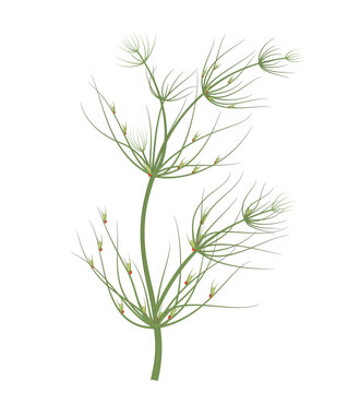 Chara is a fresh water, green alga. Chara is commonly called “muskgrass”